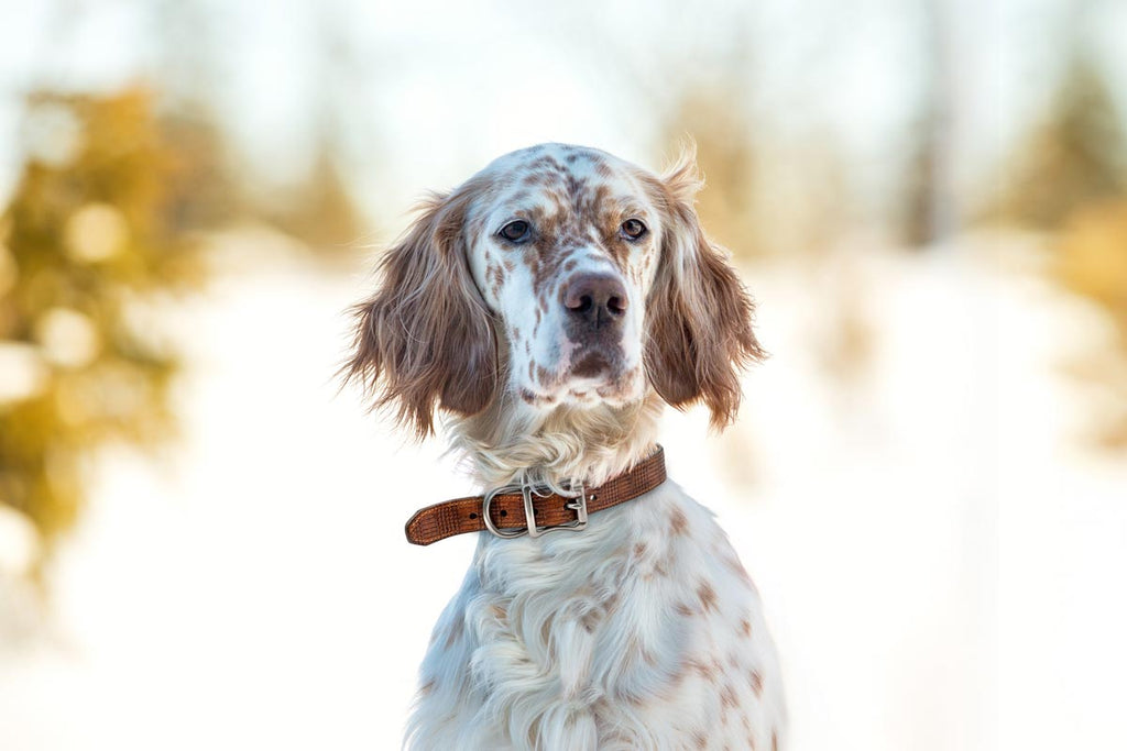 A Martin Dingman Royal Llewelin Setter