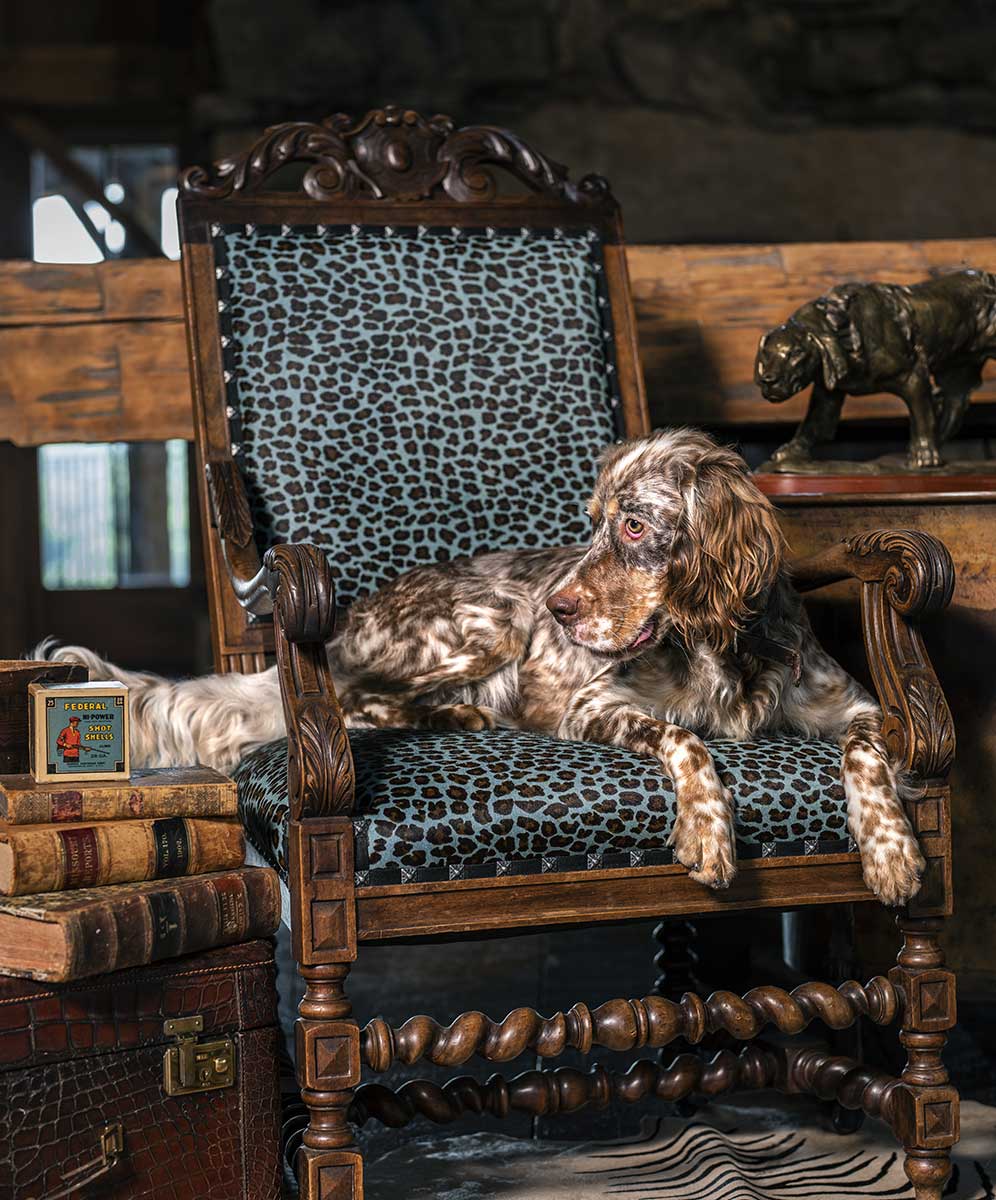 A Royal Llewellin Setter sitting on a chair